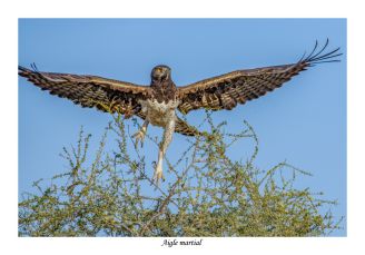 Aigle martial