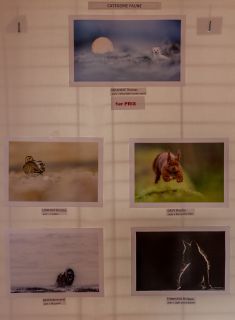 Concours faune