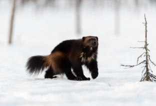 Classens Bernard - Ours et gloutons Taïga finlandaise