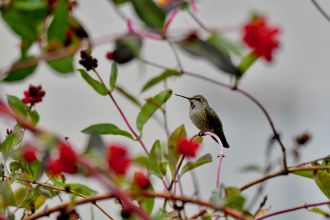 Colibri