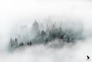 Dauvergne Jérôme - Jeux de brume