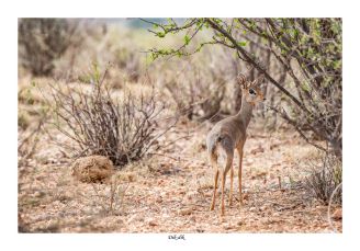 Dik-dik
