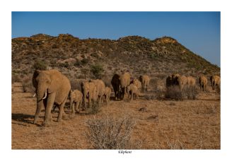 Eléphants