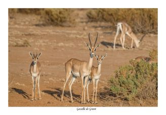 Gazelle de Grant