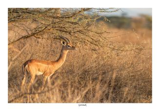 Gerenuk