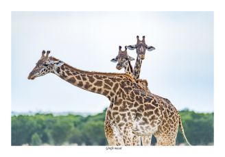 Girafes masai