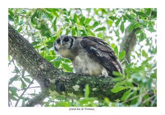 Grand duc de Verreaux