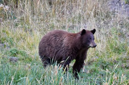 Grizzli