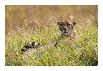 Guépard