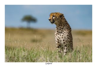 Guépard