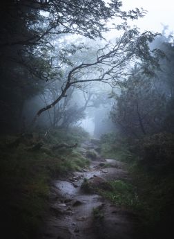 Guiot Damien - Beauté des Vosges