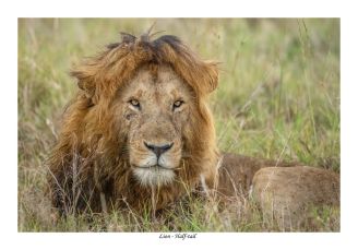 Lion nommé Half-tail