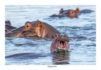 Hippopotame