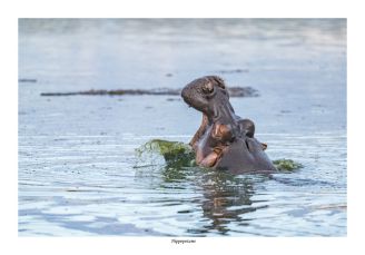 Hippopotame