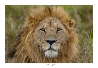 Lion nommé Logol