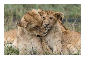 Lionceau