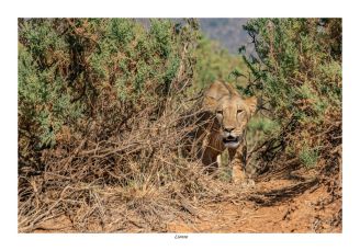 Lionne