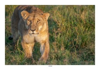 Lionne