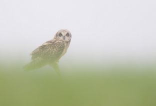 Manguila Flavien - Hibou des marais
