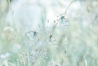 Mehl Roland - Gazé, l&lsquo;elfe blanc des prairies fleuries