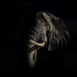 Thomas Gilles - Dans leurs fascinants regard