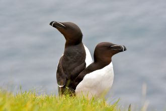 Pingouin todra